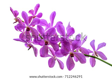 Beautiful orchid flower 