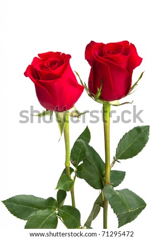 Two romantic red roses on white isolating background