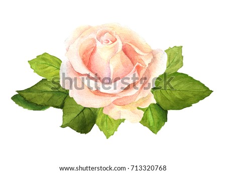Watercolor painting grunge illustration. Abstract watercolor rose with leaves on white background.