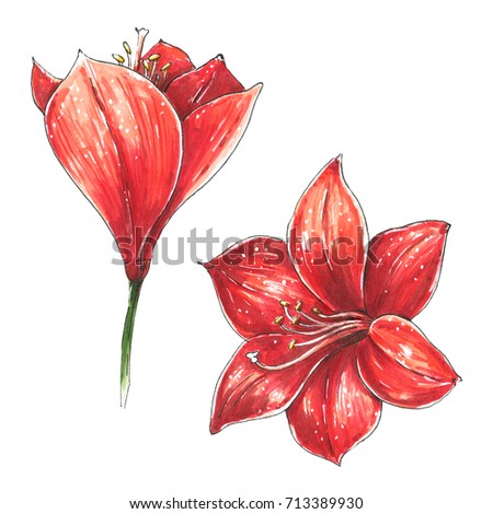 Amaryllis. Christmas red lily flowers isolated illustration