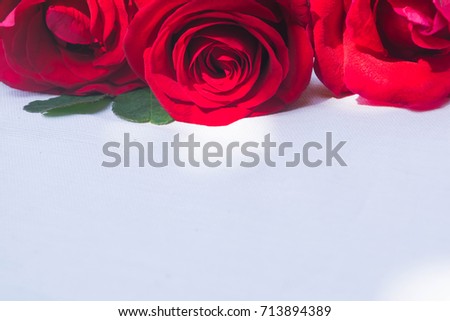 Red Roses flower blooming on a white table with sunlight. Red rose texture for background with copy space, close up