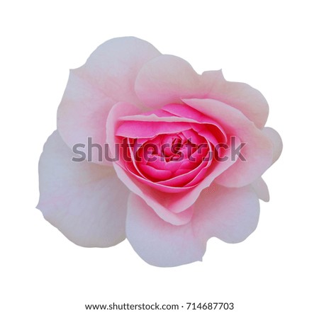 Pink rose on the white background 