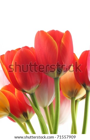Bunch of beautiful spring flowers - colorful tulips against white background