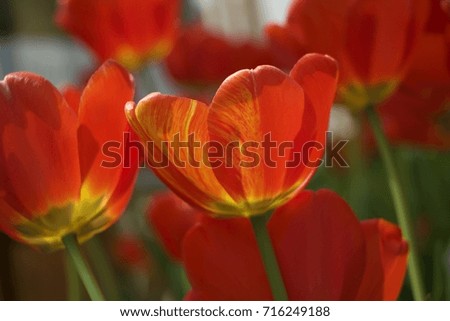 Beautiful tulip flowers during spring