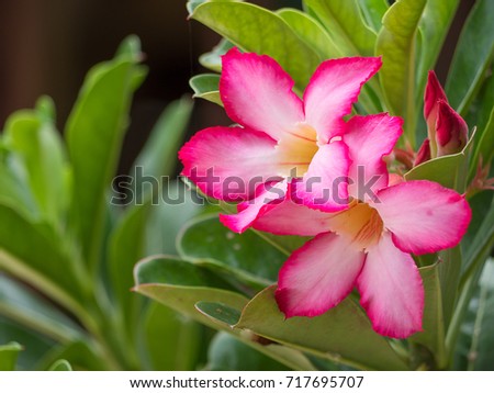 Pink Desert Rose , Mock Azalea flower , Beauty in nature.