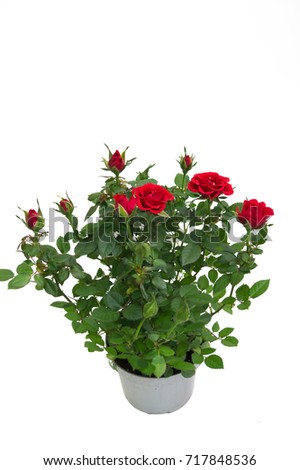 Red bush roses. Flowers in a pot. Home and street flower. Rose for home and garden. Gift for March 8 women and girls. Fragrant. Gardening. Floristics. On a white background. Isolated.