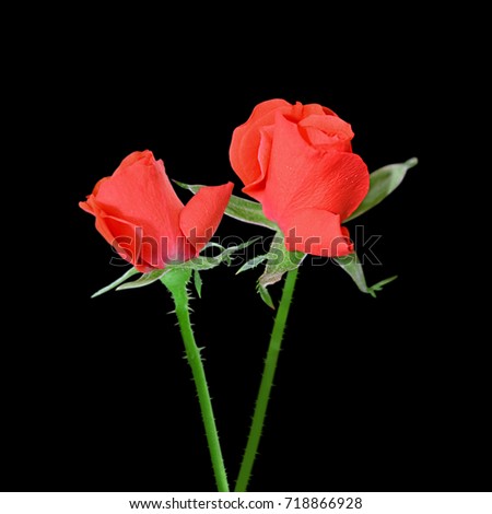 Red roses isolated on a black background