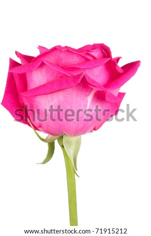 one flower bouquet of pink roses