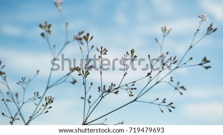 grass flowers near railway tracks,on the sky background
