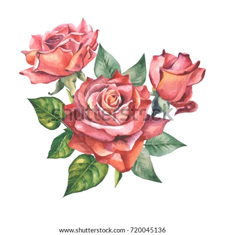 red roses.watercolor