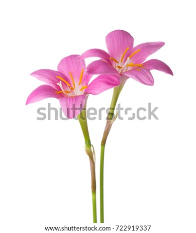Two pink lilies isolated on a white background. Zephyranthes carinata.