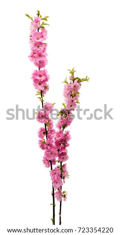 Blossoming branch of almond (PRUNUS TRILOBA) on a white background