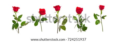 Bright red rose flower isolated on white background for decoration of designer, clip art, floristry
