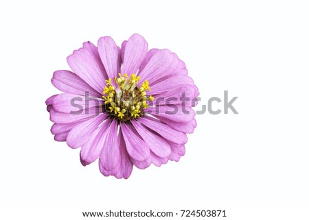 Zinnia pink bloom, Isolated on white background
