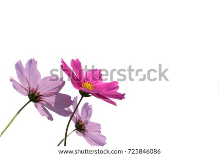 isolated pretty pink cosmos flower on white background