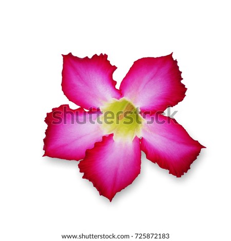 Pink Azalea flowers isolated on white background. This has clipping path.                                                               