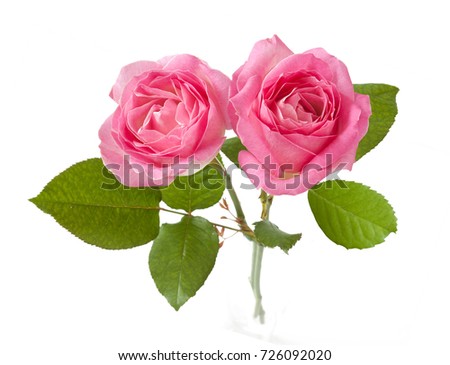Rose bunch isolated on white background