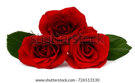 beautiful Velvety rose flowers isolated on white background