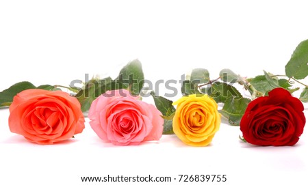 roses on a white background