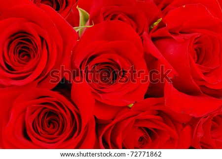 Red rose life natural fresh  background