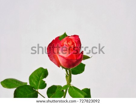 Rose on a white background.