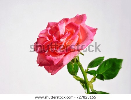 Rose on a white background.