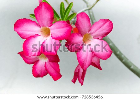 Beautiful azalea obesum pink flower in the garden