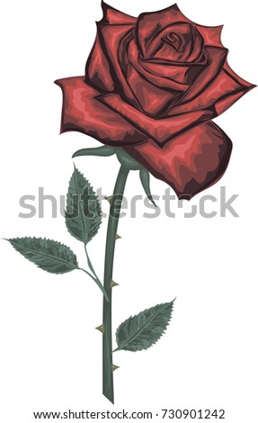 Red rose flower with green leaves -  Vector illustration 