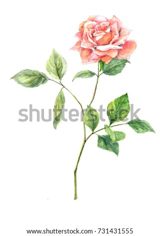 Rose. Watercolor