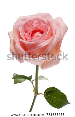 The pink rose isolated on white background