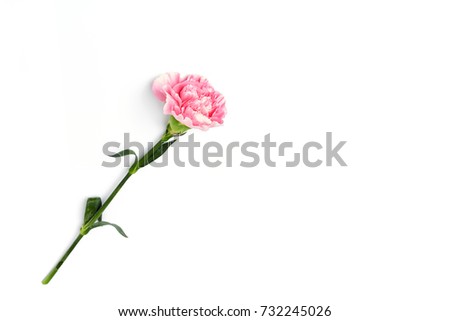 beautiful pink carnation flower isolated on white background
