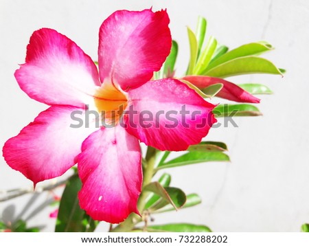 pink oleander on white ground