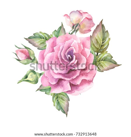 pink rose.watercolor