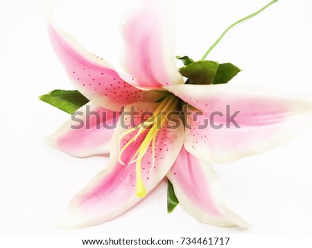 pink lily on white  background
