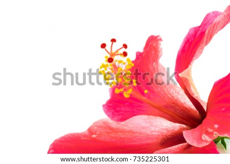 Blossoming red flower of tree like Hibiscus with two petals on pestle, stamens and leaves, isolated on white background. Selective focus.