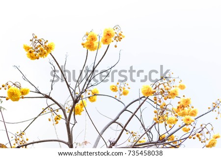 Beautiful yellow flowers with beautiful sky.
