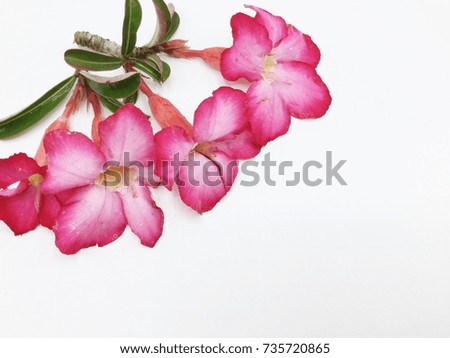 Azalea flowers on a white background