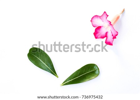  green leaves with pink flowers placed on a white background.