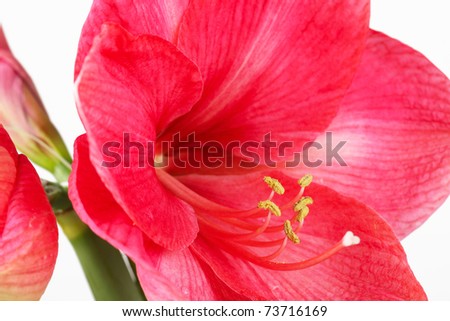 Royal red amaryllis, closeup