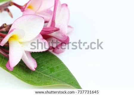 Soft pink plumeria flower on white background ,composition copy space for woman beauty concept