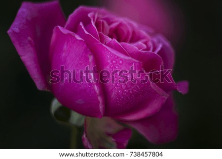 Purple rose with water drops on the blurred black background. 