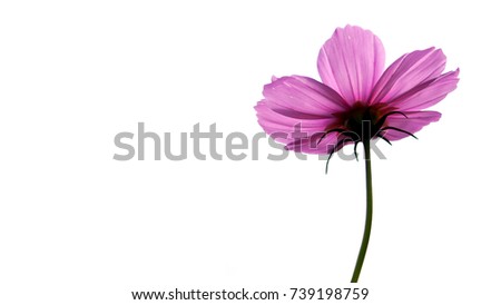 pink cosmos flower in white background
