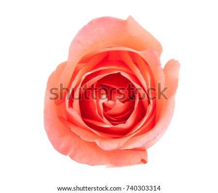 on top pink rose isolated on white background
