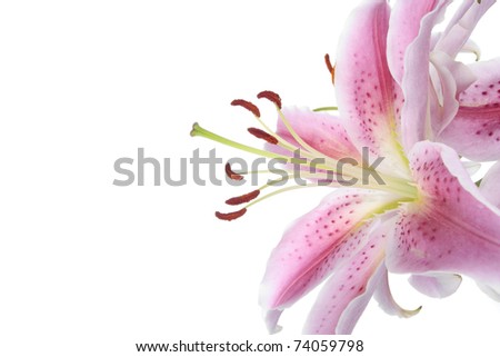 Pink lily flower over pink background