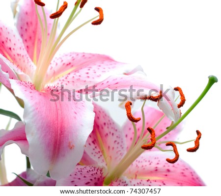 Pink lilies on white background. Shallow DOF