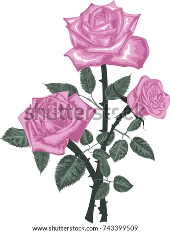 Pink roses bouquet isolated on white background - Vector Art 