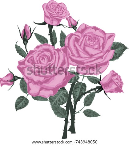 Pink roses bouquet isolated on white background - Vector Art 