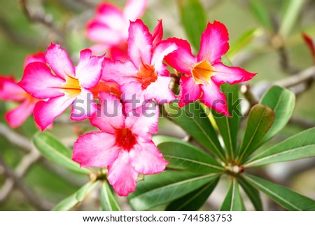 Closeup Adenium with daylight.It is beautiful shrub and easy growing plant,drought tolerant,like the sunshine and bushy.The other name is Impala Lily,Desert Rose.