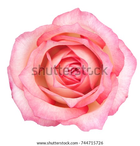 Beautiful Bright Pink Rose Flower isolated on white background. Studio lights.