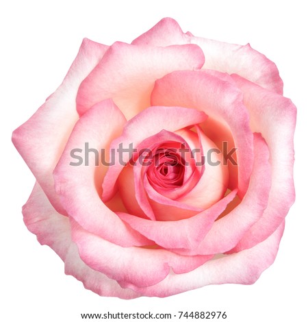 Beautiful Bright Pink Rose Flower isolated on white background. Studio lights.
